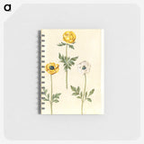 2-3_Maria-Sibylla-Merian_memo