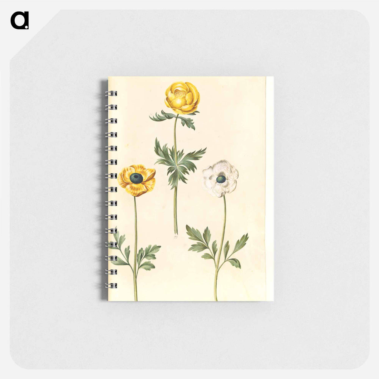 アートメモ帳-European Meadow Plum and Garden Buttercup
 - マリア ジビーラ メーリアン Memo.