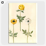 2-3_Maria-Sibylla-Merian_picture-crop