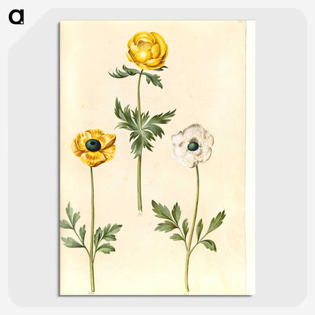 2-3_Maria-Sibylla-Merian_picture-crop