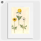 2-3_Maria-Sibylla-Merian_picture