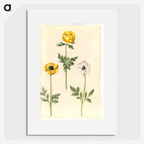 2-3_Maria-Sibylla-Merian_picture