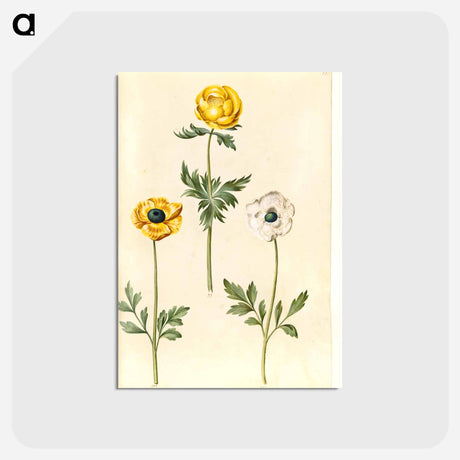 アートポストカード-European Meadow Plum and Garden Buttercup
 - マリア ジビーラ メーリアン Postcard.