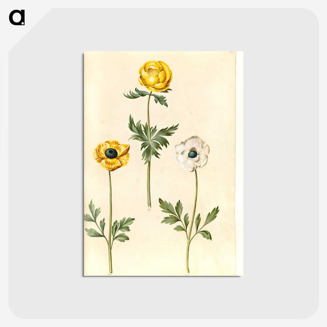 2-3_Maria-Sibylla-Merian_postcard