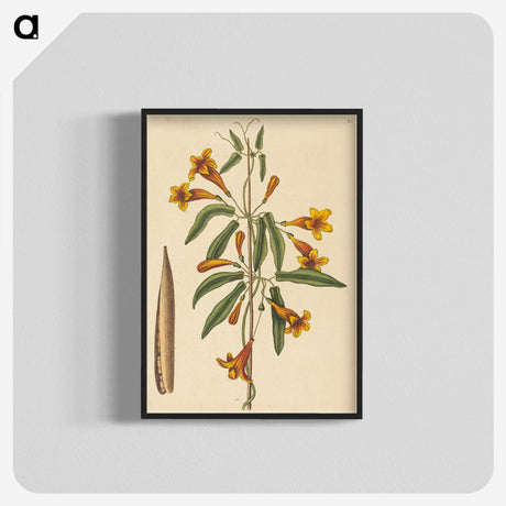 2-3_Mark-Catesby_blk-crop