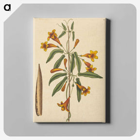 2-3_Mark-Catesby_canvas