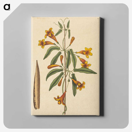 2-3_Mark-Catesby_canvas