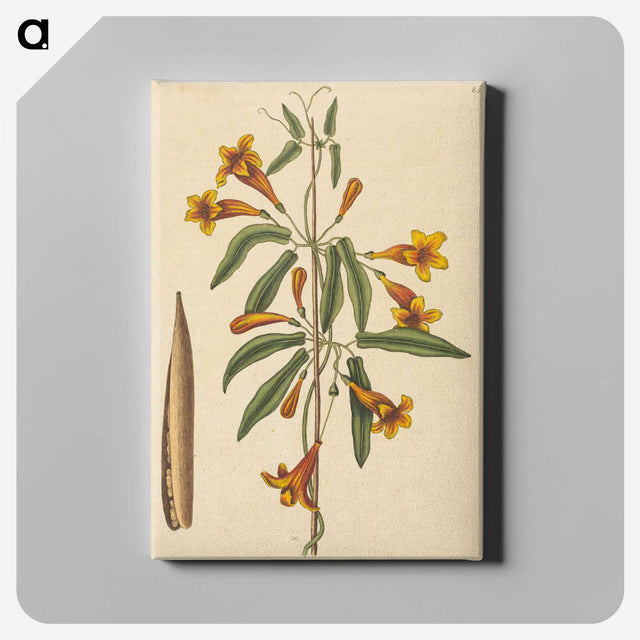 2-3_Mark-Catesby_canvas
