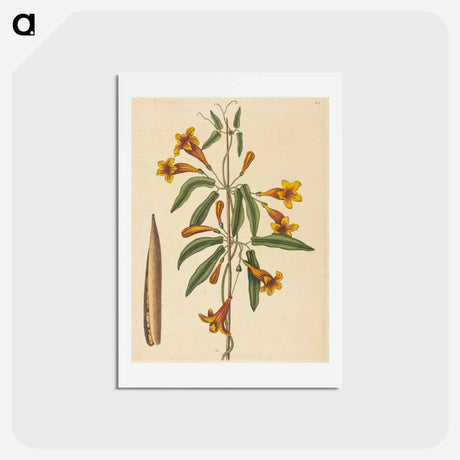 アートポストカード-Cross-vine
 - マーク ケイツビー Postcard.