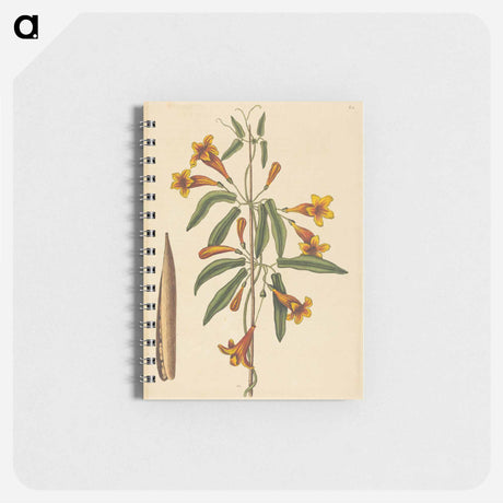 アートメモ帳-Cross-vine
 - マーク ケイツビー Memo.