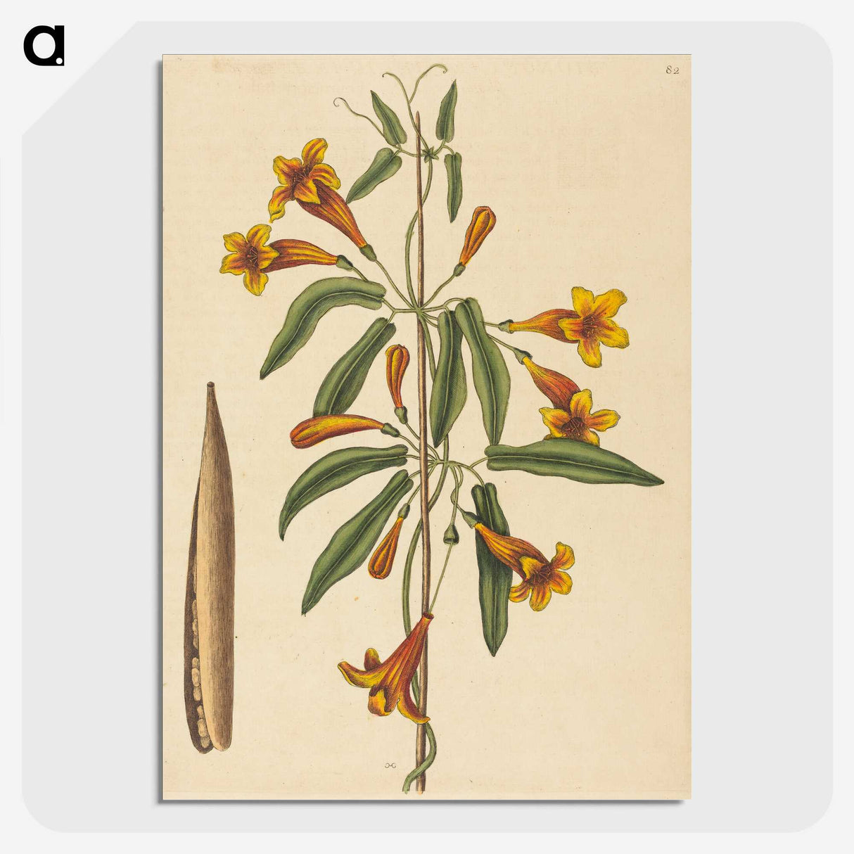 2-3_Mark-Catesby_picture-crop