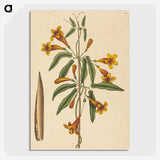 2-3_Mark-Catesby_picture-crop