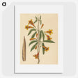 2-3_Mark-Catesby_picture