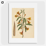 2-3_Mark-Catesby_picture
