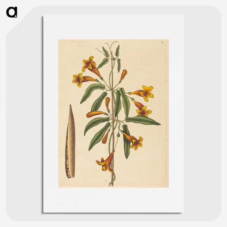 2-3_Mark-Catesby_picture
