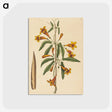 2-3_Mark-Catesby_postcard