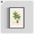 アートポスター-Snakewort (Dorstenia contrajerva) Illustration
 - 薬用植物学 Poster.