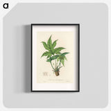 アートポスター-Snakewort (Dorstenia contrajerva) Illustration
 - 薬用植物学 Poster.