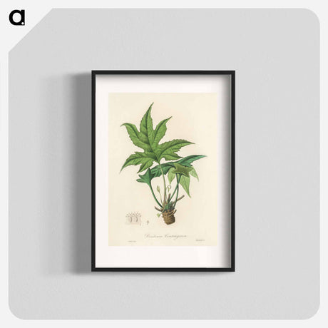アートポスター-Snakewort (Dorstenia contrajerva) Illustration
 - 薬用植物学 Poster.