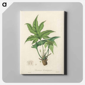 アートパネル-Snakewort (Dorstenia contrajerva) Illustration
 - 薬用植物学 Canvas.