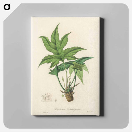 アートパネル-Snakewort (Dorstenia contrajerva) Illustration
 - 薬用植物学 Canvas.