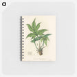 アートメモ帳-Snakewort (Dorstenia contrajerva) Illustration
 - 薬用植物学 Memo.