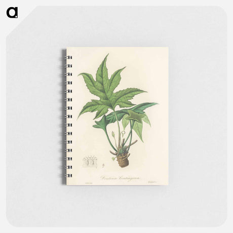 アートメモ帳-Snakewort (Dorstenia contrajerva) Illustration
 - 薬用植物学 Memo.