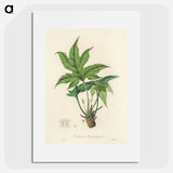 アートポスター-Snakewort (Dorstenia contrajerva) Illustration
 - 薬用植物学 Poster.
