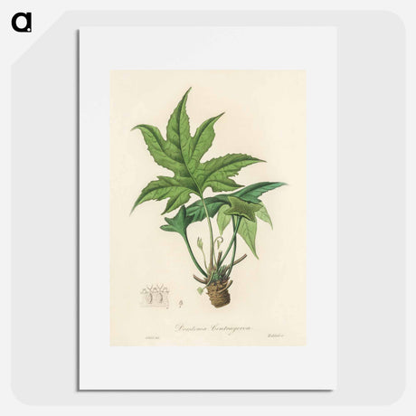 アートポスター-Snakewort (Dorstenia contrajerva) Illustration
 - 薬用植物学 Poster.