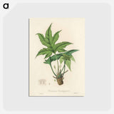 アートポストカード-Snakewort (Dorstenia contrajerva) Illustration
 - 薬用植物学 Postcard.