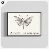 2-3_Moths-and-Butterflies-of-the-United-States_blk-crop