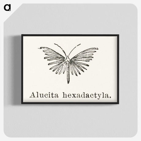 2-3_Moths-and-Butterflies-of-the-United-States_blk-crop