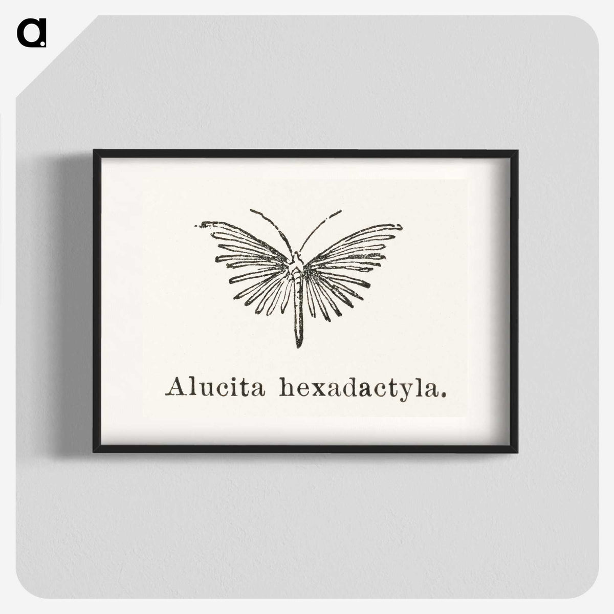 2-3_Moths-and-Butterflies-of-the-United-States_blk