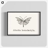 2-3_Moths-and-Butterflies-of-the-United-States_blk