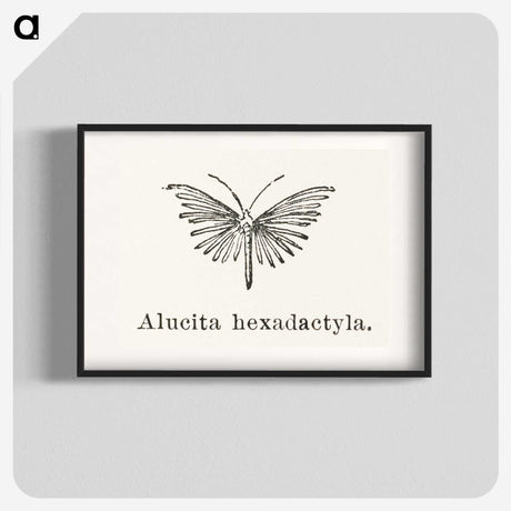2-3_Moths-and-Butterflies-of-the-United-States_blk