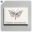 2-3_Moths-and-Butterflies-of-the-United-States_canvas