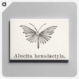 2-3_Moths-and-Butterflies-of-the-United-States_canvas