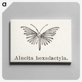 2-3_Moths-and-Butterflies-of-the-United-States_canvas