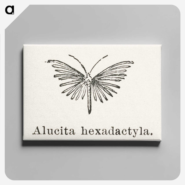 2-3_Moths-and-Butterflies-of-the-United-States_canvas