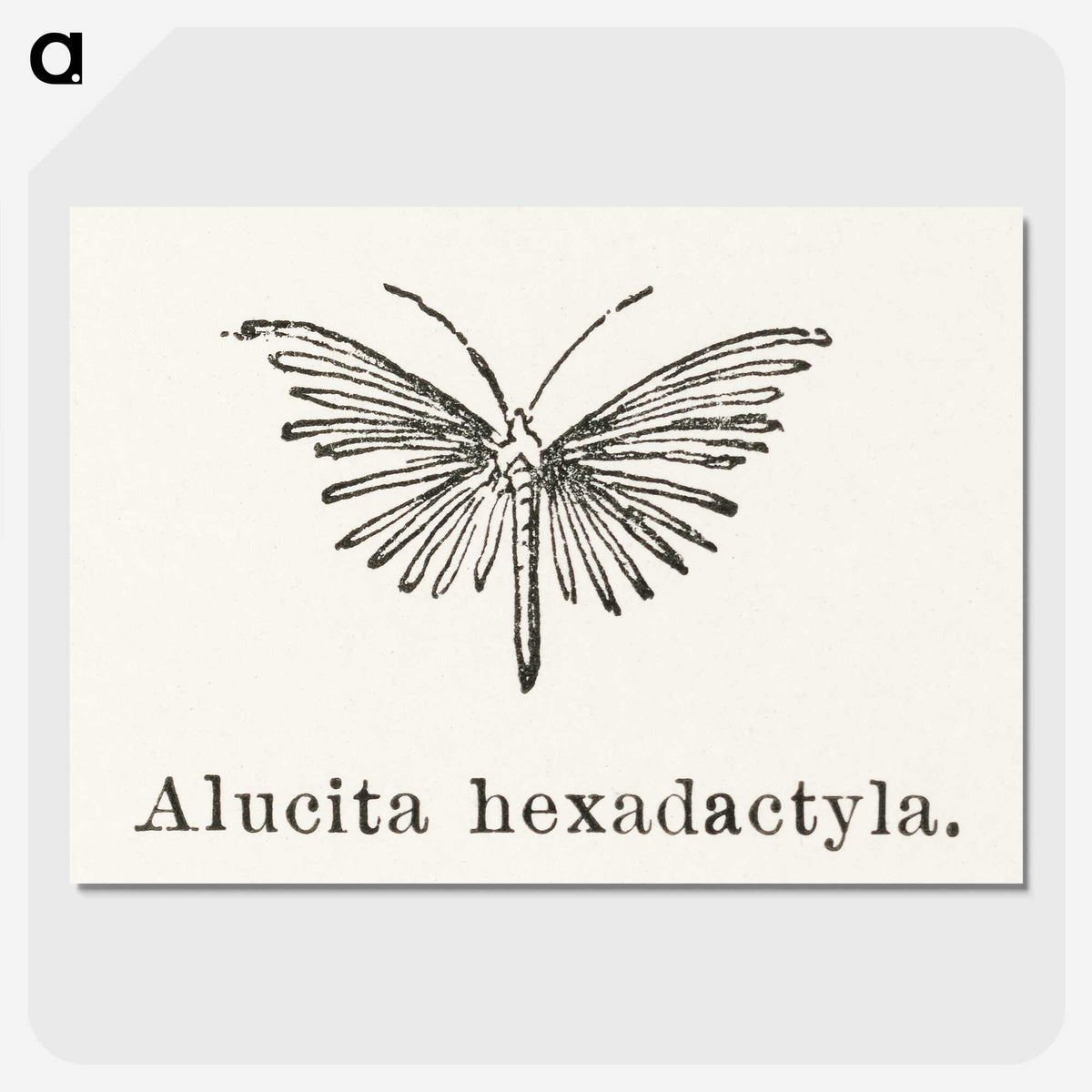2-3_Moths-and-Butterflies-of-the-United-States_picture-crop