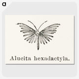 2-3_Moths-and-Butterflies-of-the-United-States_picture-crop