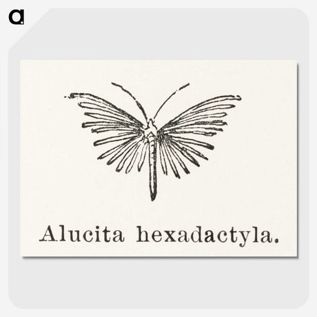 2-3_Moths-and-Butterflies-of-the-United-States_picture-crop