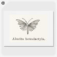 2-3_Moths-and-Butterflies-of-the-United-States_picture