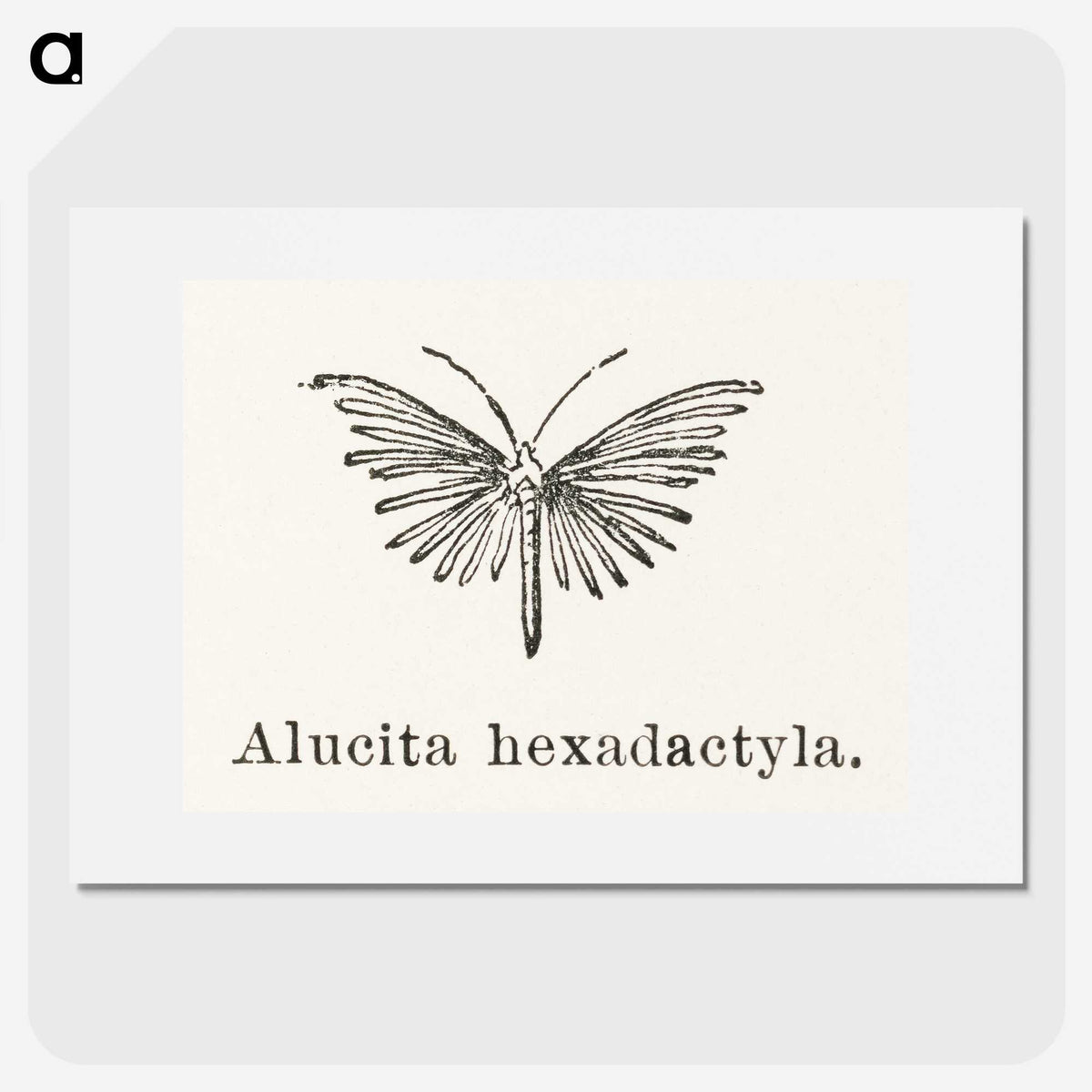 2-3_Moths-and-Butterflies-of-the-United-States_picture
