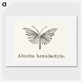 2-3_Moths-and-Butterflies-of-the-United-States_picture