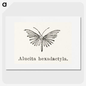 2-3_Moths-and-Butterflies-of-the-United-States_picture