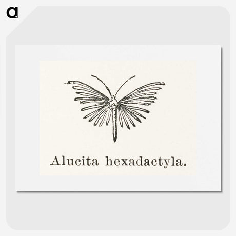 2-3_Moths-and-Butterflies-of-the-United-States_picture