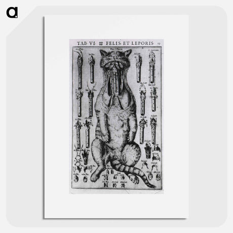 アートポスター-Felis, et Leporis
 - 国立医学図書館 Poster.