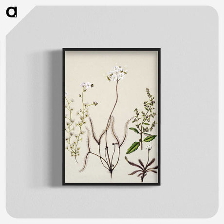 2-3_Native-Flowering-Plants-of-New-Zealand_blk-crop