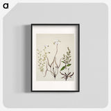 2-3_Native-Flowering-Plants-of-New-Zealand_blk